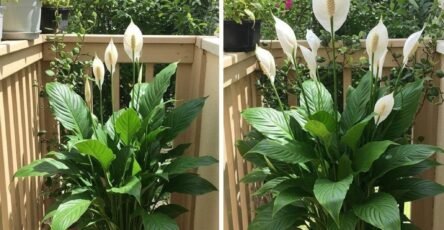 ss1f81aea36b4f043ad7 copy 758x416 6 1 taha 2 taha taha 2 185